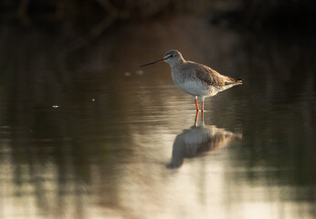 Spotted redshank with reflection on watere at Asker marsh, Bahrain