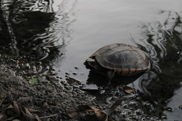 Fototapeta premium turtle in the water