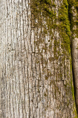 Wood texture from southern forests
