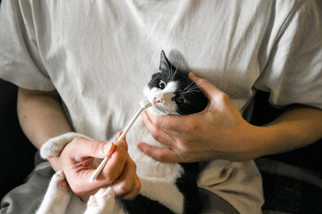 猫　歯磨き　歯ブラシ　健康