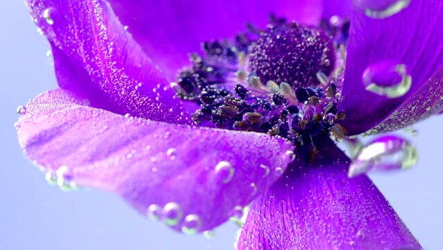 Close-up of bright purple flower with bubbles. Stock footage. Beautiful flower in clear water with stream of bubbles on isolated background. Stream of bubbles under water waving flower
