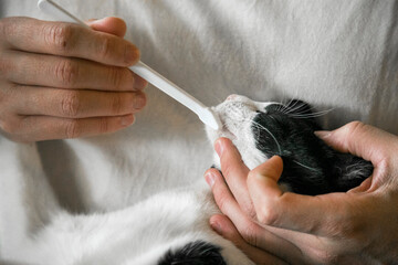 猫　歯磨き　歯ブラシ　健康