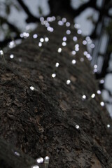 snow covered tree