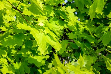 Fototapeta na wymiar The spring foliage of fresh green maple leaves is brightly lit by the sun's rays. 