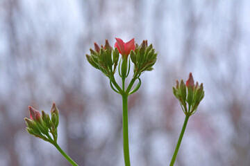 Blooming pink small flowers on stems in spring