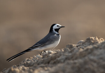 Portrait of a White wagtail on a mound, Bahrain