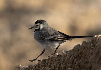 White wagtail getting down the mound, Bahrain