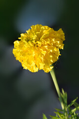 Beautiful yellow flower on a gray background