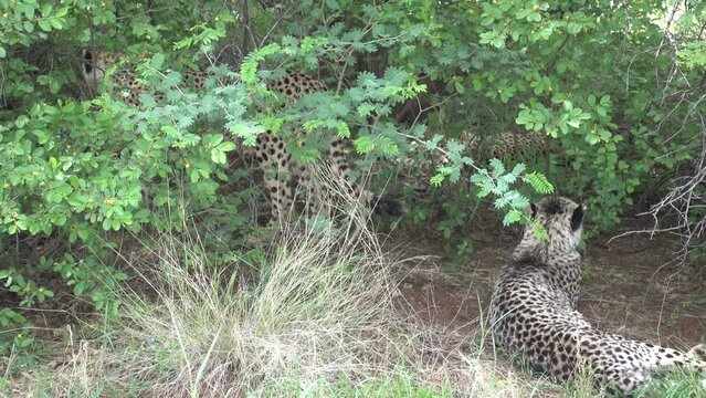 amazing cheetah is resting