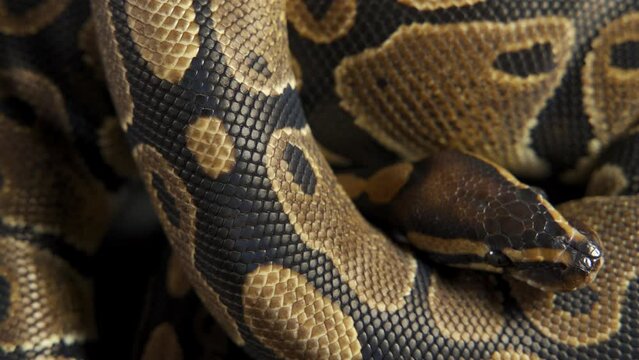 Background of snakeskin. The snake is crawling