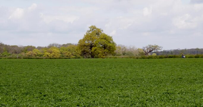 English oak tree in Field with old motorbike driving by