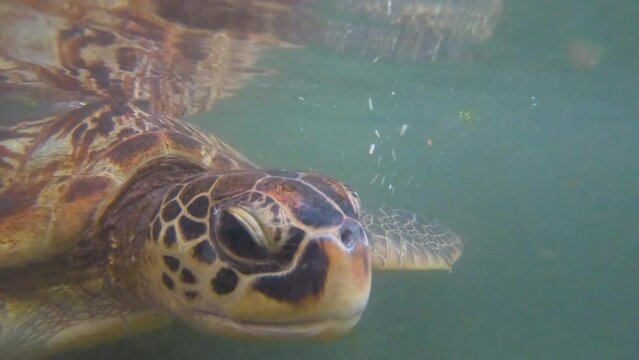 Green sea turtle eating sea lettuce floating underwater, close up shot.