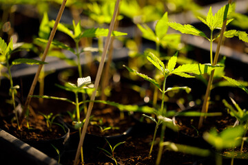  nature view of a marijuana plant