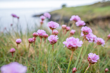Wicklow