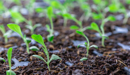 Close-up Sprouted seedlings are planted on black trays in the greenhouse.