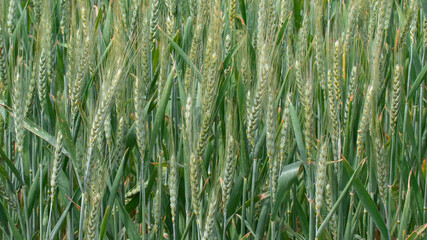 close up of young green wheat on the field