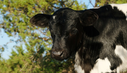 Spring calving concept on farm with black face of young beef calf closeup. © ccestep8