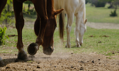 Gelding horse pawing with horseshoe on hoof in field.