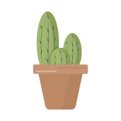 cactus in a pot
