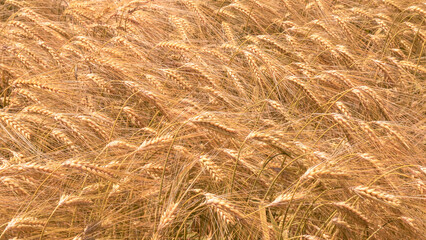 ripe wheat and spike in summer
