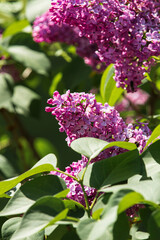 Fototapeta na wymiar Dark purple common lilac blossom beautiful flowers in spring