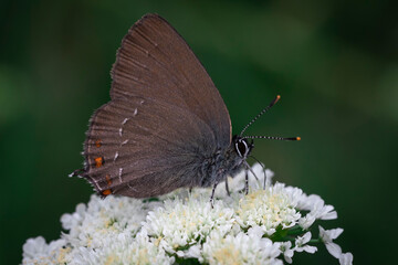 beautiful butterfly on white flower
