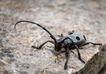 bug on a stone