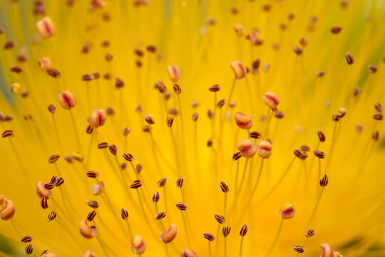 yellow flower and its bodies inside, anther