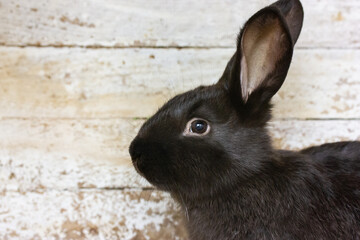 Black hare against white wooden wall with space for text. Cute animal in contact zoo. Domestic rodent. Sad bunny with long ears in profile. Livestock, agriculture engaged in breeding of farm animals.