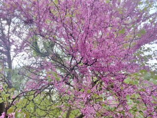 Cercis griffithii Boiss (afghan redbud)
