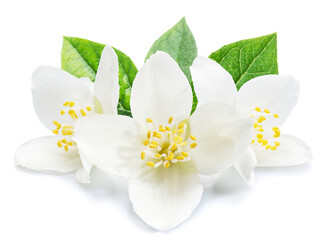 Blooming jasmine flowers isolated on white background.