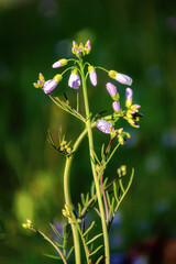 A purple and violet weed grows in our lawn.  Weed lit by the morning sun in Windsor in Upstate NY.