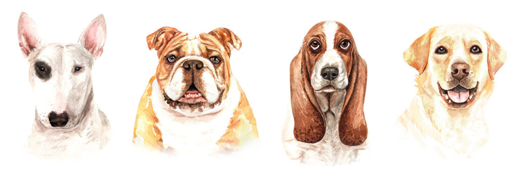 Set of watercolor portraits of 4 dog breeds Bull terrier, Bulldog, Basset Hound and Labrador Retriever. Dog drawing head clipping path isolated on white background.