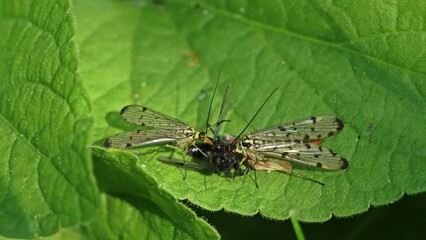 Deutsche Skorpionsfliegen (Panorpa germanica) fressen Märzfliege