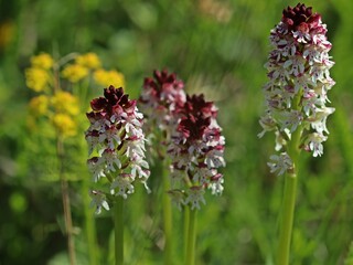 Brand-Knabenkraut (Neotinea ustulata).