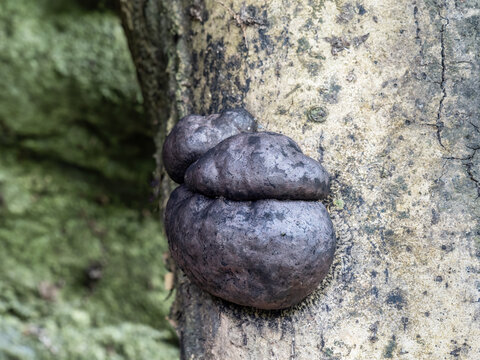 Daldinia concentrica aka King Alfred's Cake fungus.