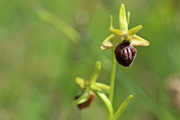 Blühende Spinnen-Ragwurz (Ophrys speghodes ssp. speghodes)