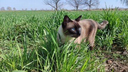 cat on the grass