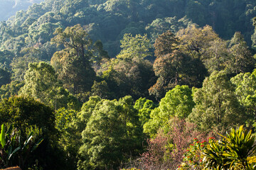 Greenery tree in Tropical forest