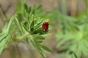 Herzfleckiger Kapuzen-Blattkäfer (Cryptocephalus cordiger)