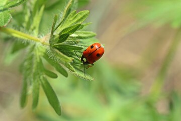 Herzfleckiger Kapuzen-Blattkäfer (Cryptocephalus cordiger)