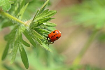 Herzfleckiger Kapuzen-Blattkäfer (Cryptocephalus cordiger)