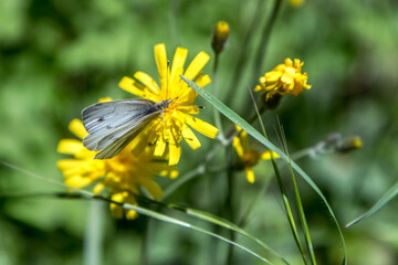 Epervière en ombelle avec son papillon dans les prairies de Saint Just d' Avray , au printemps , Rhône - obrazy, fototapety, plakaty