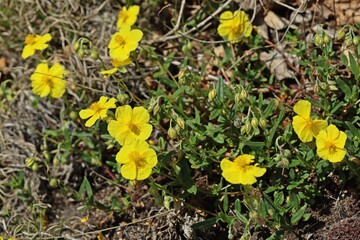 Gelbes Sonnenröschen (Helianthemum nummularium)