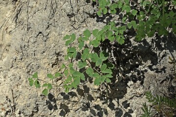 Kleine Wiesenraute (Thalictrum minus)