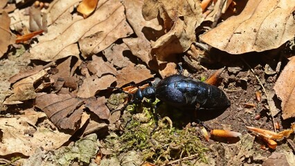 Weiblicher Violetter Ölkäfer (Meloe violaceus)