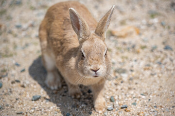 大久野島 - カイウサギ - アナウサギ