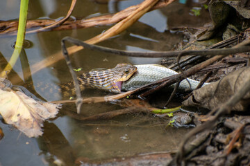 The Image of a rat-snake hunting a fish in the bushes of the pond, the relationship between food and eater in the living world