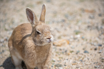 大久野島 - カイウサギ - アナウサギ