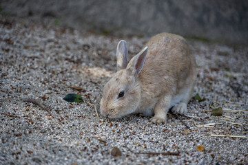 大久野島 - カイウサギ - アナウサギ